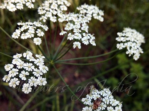 Black Cumin